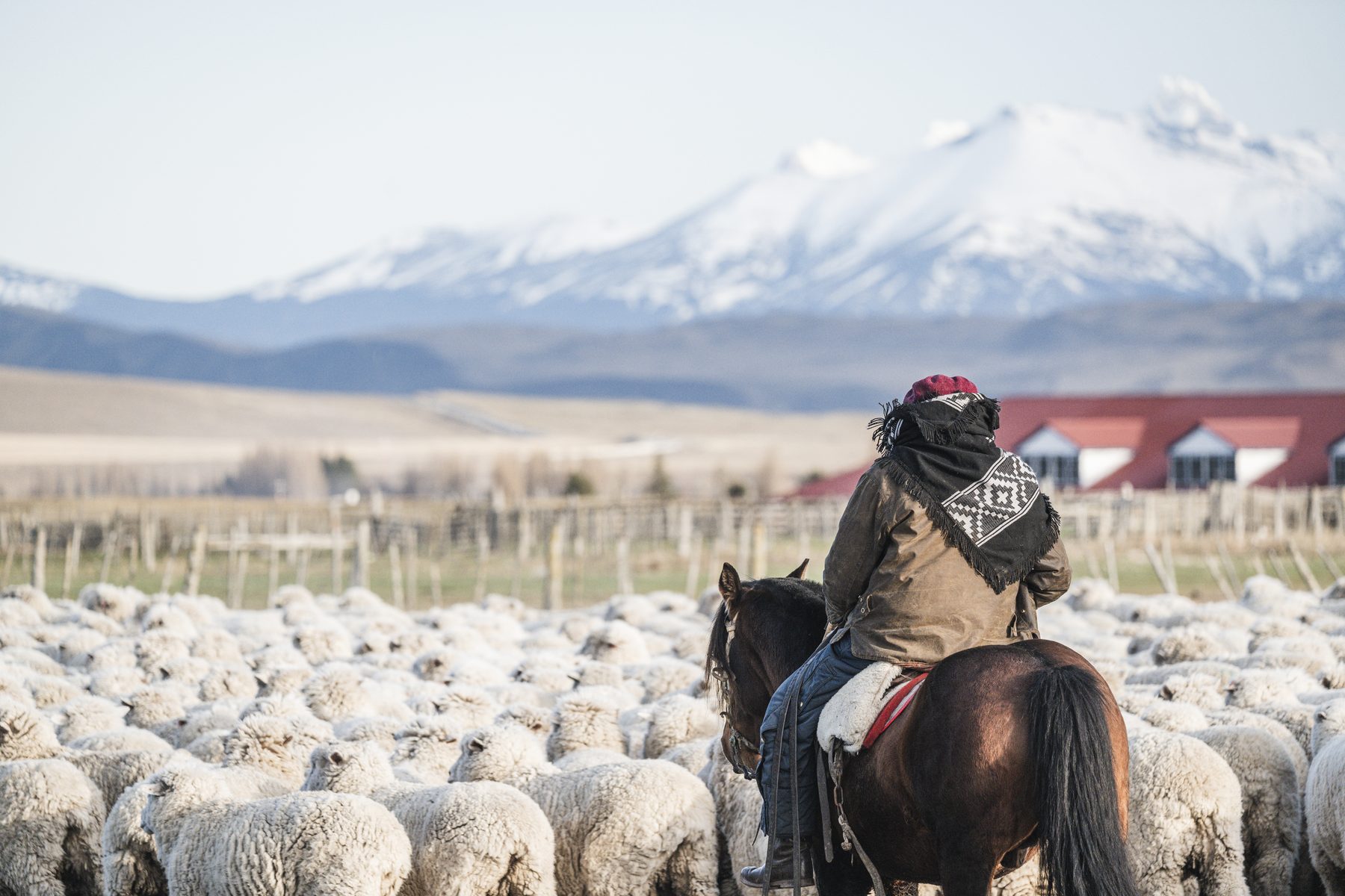 Ovejero a caballo junto al rebaño, con el Cerro Castillo nevado al fondo