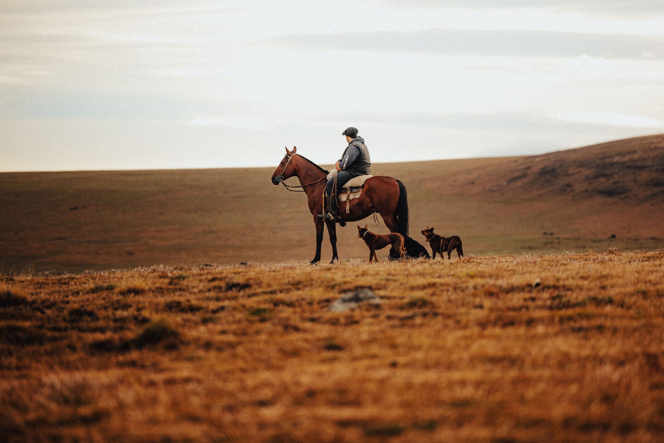 Ovejero a caballo con sus perros arreando en la pampa patagónica, cerca del Cerro Castillo