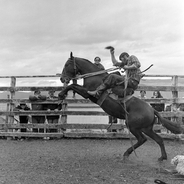 Raúl Cárdenas amansando un caballo